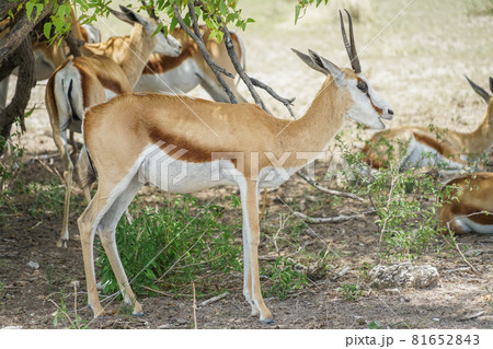 エトーシャ国立公園のスプリングボック 81652843