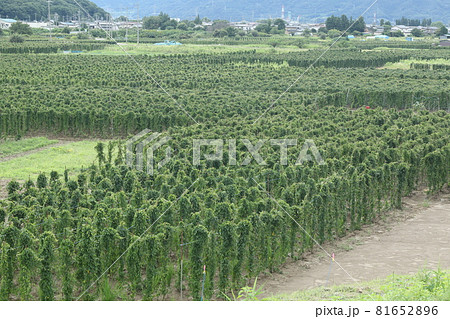 砂地の畑に広がる、長芋畑 81652896
