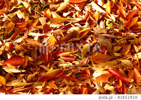 四季の森公園・雑木林の紅葉 四季の森公園・雑木林の紅葉 81652910