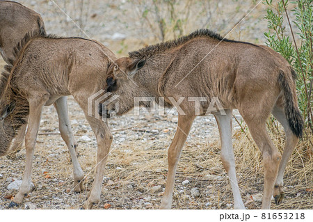エトーシャ国立公園のオグロヌーの子供 81653218