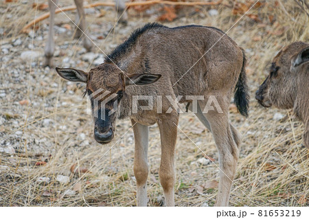 エトーシャ国立公園のオグロヌーの子供 81653219