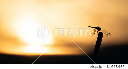 朝日と羽を休めるトンボ 朝日と羽を休めるトンボ 81653485