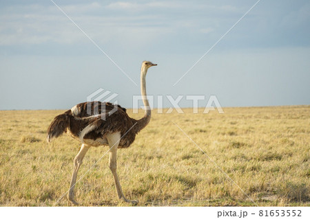 ミナミアフリカダチョウ 81653552