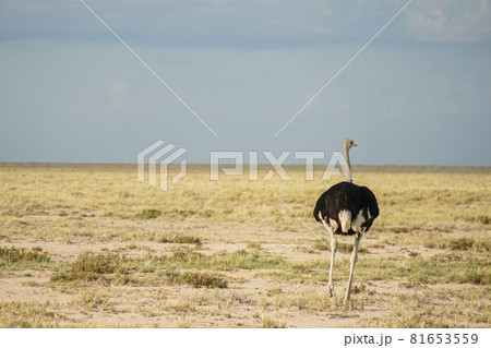 ミナミアフリカダチョウ 81653559