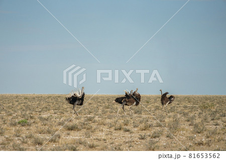 ミナミアフリカダチョウ ミナミアフリカダチョウ 81653562