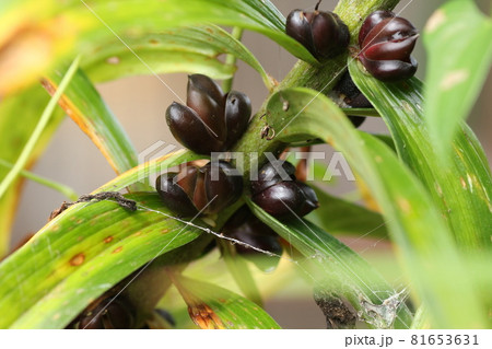 オレンジのオニユリの茎についた、ムカゴ オレンジのオニユリの茎についた、ムカゴ 81653631