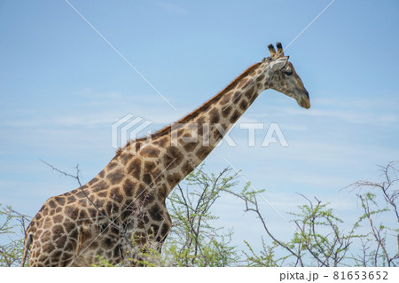 エトーシャ国立公園のキリン エトーシャ国立公園のキリン 81653652