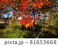 紅葉シーズン始まる 81653668