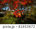 紅葉シーズン始まる 81653672