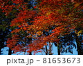 紅葉 81653673