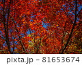 紅葉と青空 81653674