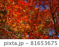 紅色に染まっていく紅葉 81653675