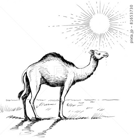 Camel in the desert. Ink black and white drawing 81653730