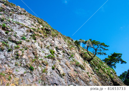 三陸復興国立公園 みちのく潮風トレイル 碁石海岸 巾着岩の松 三陸復興国立公園 みちのく潮風トレイル 碁石海岸 巾着岩の松 81653733