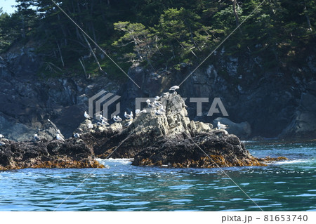 三陸復興国立公園　みちのく潮風トレイル　碁石海岸　岩礁のウミネコ 81653740
