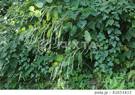 山野に広く自生する イラクサ科の植物 ヤブマオの花の写真素材