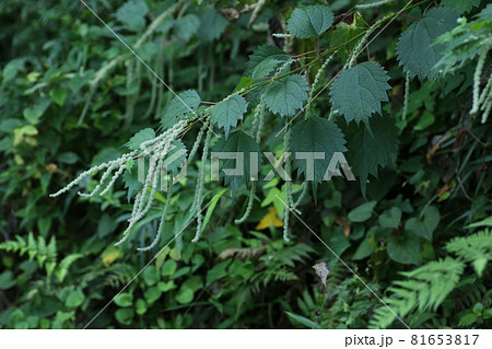 山野に広く自生する、イラクサ科の植物、ヤブマオの花 山野に広く自生する、イラクサ科の植物、ヤブマオの花 81653817