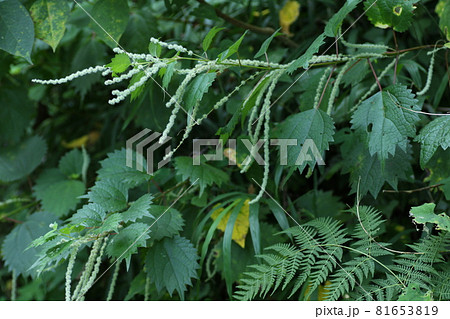 山野に広く自生する、イラクサ科の植物、ヤブマオの花 81653819