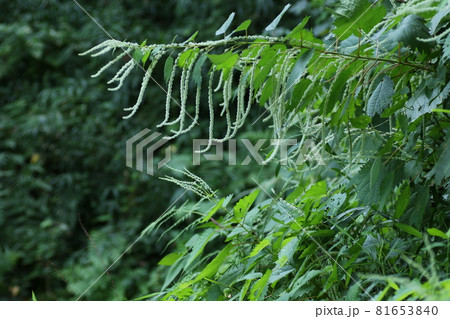 山野に広く自生する、イラクサ科の植物、ヤブマオの花 81653840
