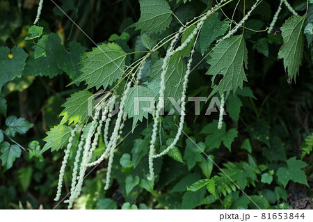 山野に広く自生する イラクサ科の植物 ヤブマオの花の写真素材