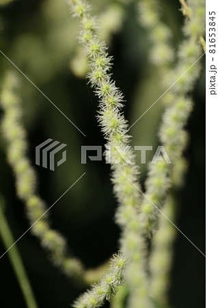 山野に広く自生する、イラクサ科の植物、ヤブマオの花 81653845