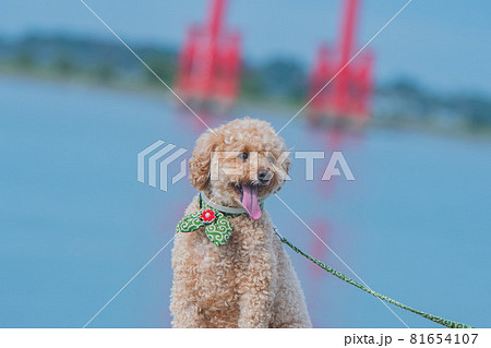浜名湖で犬と散歩 81654107