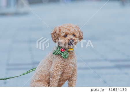 浜名湖で犬と散歩 浜名湖で犬と散歩 81654136