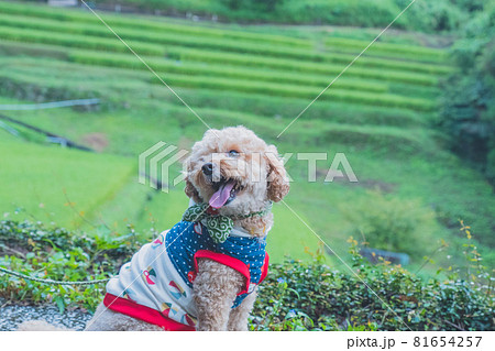 田んぼで犬と散歩 81654257