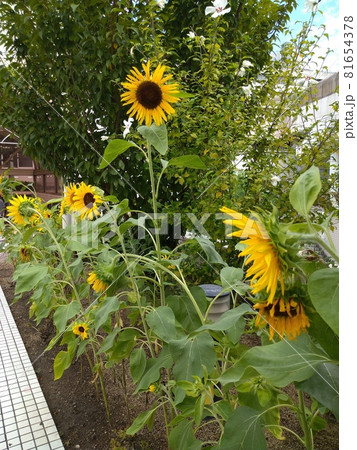 一輪の花 一輪の花 81654378