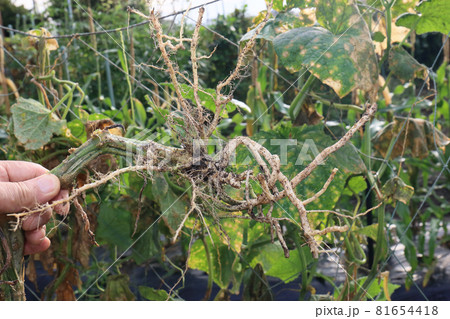 キュウリ畑の跡かたずけ 81654418