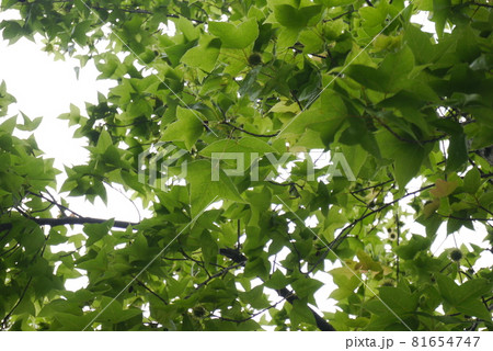 楓 カエデ メープル 81654747