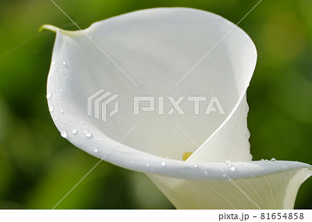 花 フラワー お花 81654858
