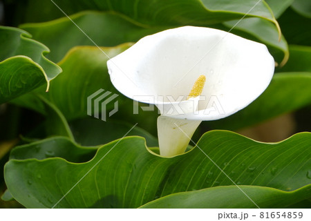 花 フラワー お花 81654859