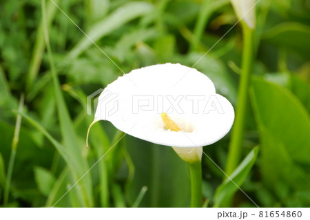花 フラワー お花 81654860