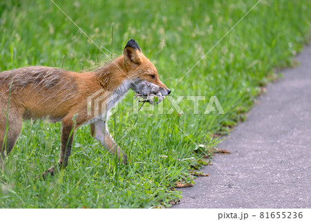 多数のネズミを捕らえたキタキツネ(北海道・知床) 多数のネズミを捕らえたキタキツネ(北海道・知床) 81655236