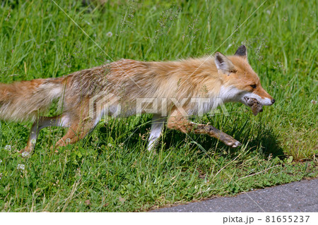 ネズミを捕らえたキタキツネ（北海道・知床） 81655237