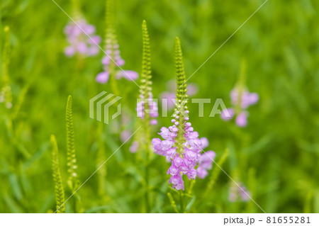 那須に咲いている薄紫色のハナトラノオの花、9月 那須に咲いている薄紫色のハナトラノオの花、9月 81655281