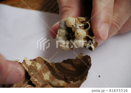 蜂 ハチ 蜜蜂 81655516