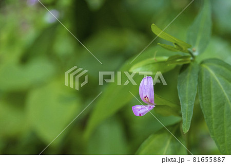 ピンクで小さいハグロソウの花/キツネノマゴ科ハグロソウ属 ピンクで小さいハグロソウの花/キツネノマゴ科ハグロソウ属 81655887