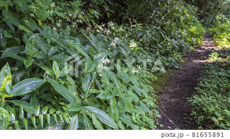 山道にヤブミョウガが咲く風景 山道にヤブミョウガが咲く風景 81655891