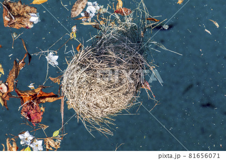 A birds nest floating in a swimming pool 81656071