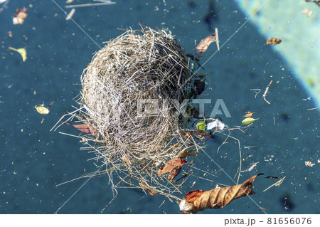 A birds nest floating in a swimming pool 81656076