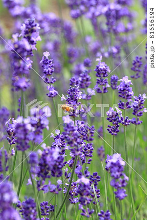 紫色のラベンダーと蜂 紫色のラベンダーと蜂 81656194