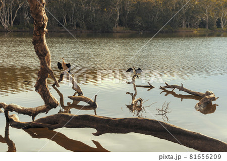 Photograph of water birds at Avoca Lagoon on the Central Coast in Australia Photograph of water birds at Avoca Lagoon on the Central Coast in Australia 81656209