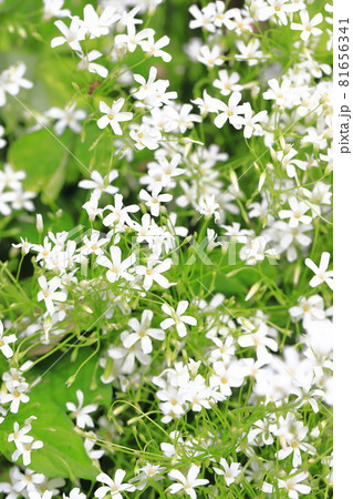 満開の白花芋片喰（シロバナイモカタバミ）と蜜蜂 81656341