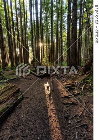 Hiking Path to Mystic Beach in the Vibrant Rainforest 81656358