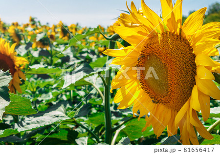 Sunflowers in the field in summer 81656417