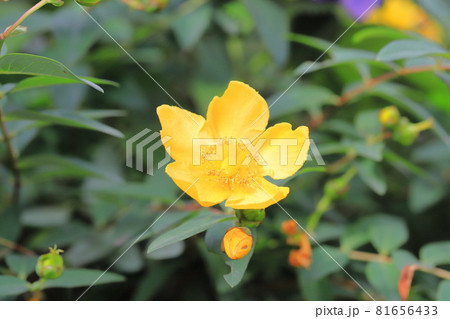 大輪キンシバイの花とつぼみ 大輪キンシバイの花とつぼみ 81656433