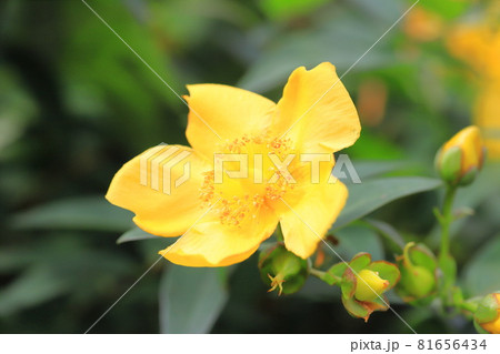 大輪キンシバイの花とつぼみ 81656434