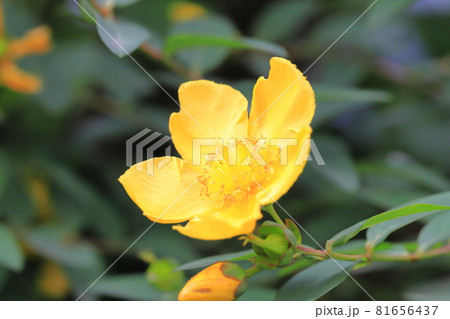 大輪キンシバイの花とつぼみ 81656437